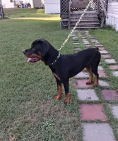 Blue collar, a male Rottweiler for sale in Augusta, GA – 2 of 3