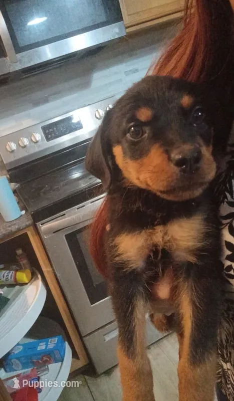 Pink collar – Rottweiler puppy for sale in Augusta, GA