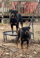 Black collar , a male Rottweiler for sale in Augusta, GA – 4 of 4