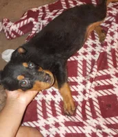 Pink collar , a female Rottweiler for sale in Augusta, GA – 2 of 3