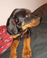 Black collar , a male Rottweiler for sale in Augusta, GA – 2 of 4