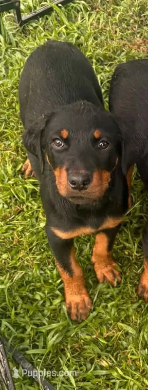 Black collar – Rottweiler puppy for sale in Augusta, GA