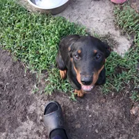 Black collar , a male Rottweiler for sale in Augusta, GA – 3 of 4