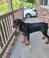 Blue collar, a male Rottweiler for sale in Augusta, GA – 3 of 3
