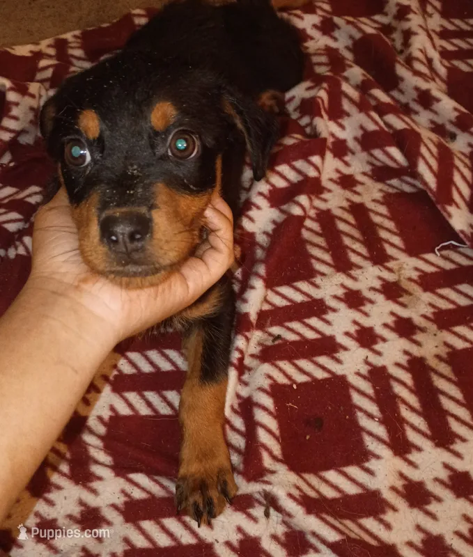 Pink collar  – Rottweiler puppy for sale in Augusta, GA