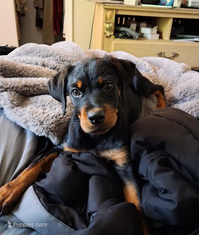 Purple collar – Rottweiler puppy for sale in Augusta, GA