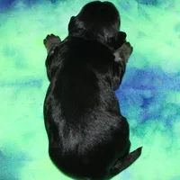 Owen - Havaton, a male Havaton for sale in Lyons, NE – Photo 10 of 10