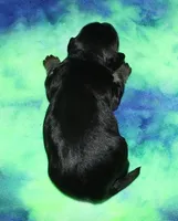 Owen - Havaton, a male Havaton for sale in Lyons, NE – Photo 4 of 4