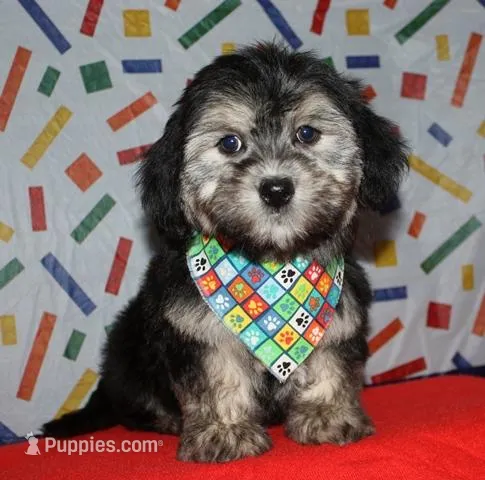 Owen - Havaton – Havaton puppy for sale in Lyons, NE