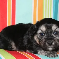 Owen - Havaton, a male Havaton for sale in Lyons, NE – Photo 8 of 10