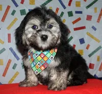 Owen - Havaton, a male Havaton for sale in Lyons, NE – Photo 2 of 10