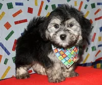 Owen - Havaton, a male Havaton for sale in Lyons, NE – Photo 3 of 10