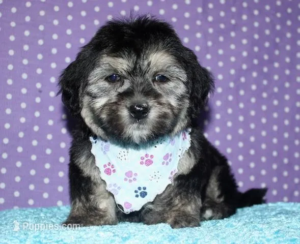 Owen - Havaton – Havaton puppy for sale in Lyons, NE