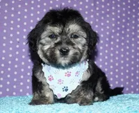 Owen - Havaton, a male Havaton for sale in Lyons, NE – Photo 5 of 10