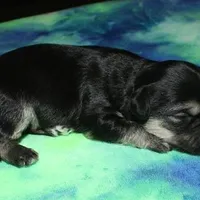 Owen - Havaton, a male Havaton for sale in Lyons, NE – Photo 9 of 10