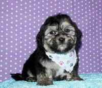 Owen - Havaton, a male Havaton for sale in Lyons, NE – Photo 6 of 10