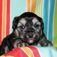 Owen - Havaton, a male Havaton for sale in Lyons, NE – Photo 7 of 10