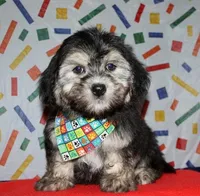 Owen - Havaton, a male Havaton for sale in Lyons, NE – Photo 4 of 10