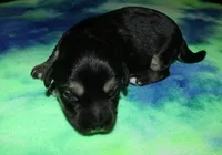 Owen - Havaton, a male Havaton for sale in Lyons, NE – Photo 3 of 4