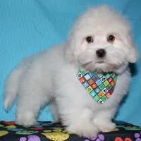 Rex - Havaton, a male Havaton for sale in Lyons, NE – Photo 4 of 10