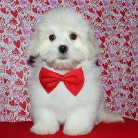 Rex - Havaton, a male Havaton for sale in Lyons, NE – Photo 5 of 10