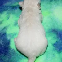 Rex - Havaton, a male Havaton for sale in Lyons, NE – Photo 9 of 10