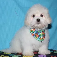 Rex - Havaton, a male Havaton for sale in Lyons, NE – Photo 3 of 10