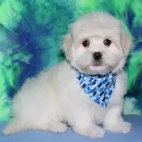 Rex - Havaton, a male Havaton for sale in Lyons, NE – Photo 7 of 10