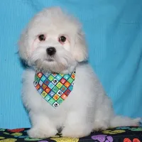 Rex - Havaton, a male Havaton for sale in Lyons, NE – Photo 1 of 10