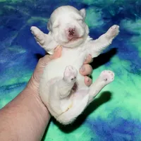 Rex - Havaton, a male Havaton for sale in Lyons, NE – Photo 10 of 10