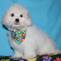 Rex - Havaton, a male Havaton for sale in Lyons, NE – Photo 2 of 10