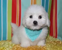 Maverick, a male Coton de Tulear for sale in Lyons, NE – Photo 3 of 10