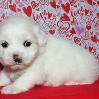 Maverick, a male Coton de Tulear for sale in Lyons, NE – Photo 7 of 10