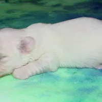 Maverick, a male Coton de Tulear for sale in Lyons, NE – Photo 9 of 10