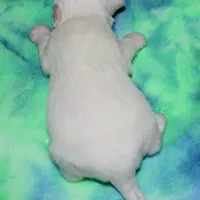 Maverick, a male Coton de Tulear for sale in Lyons, NE – Photo 10 of 10