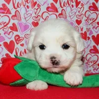 Maverick, a male Coton de Tulear for sale in Lyons, NE – Photo 8 of 10