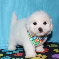 Maverick, a male Coton de Tulear for sale in Lyons, NE – Photo 5 of 10