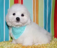 Maverick, a male Coton de Tulear for sale in Lyons, NE – Photo 1 of 10