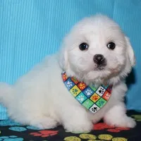 Maverick, a male Coton de Tulear for sale in Lyons, NE – Photo 6 of 10