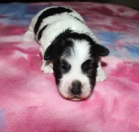 Savannah, a female Coton de Tulear for sale in Lyons, NE – Photo 1 of 4
