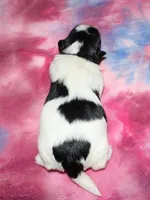 Savannah, a female Coton de Tulear for sale in Lyons, NE – Photo 4 of 4