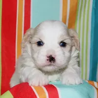 Otto - Havaton, a male Havaton for sale in Lyons, NE – Photo 7 of 10