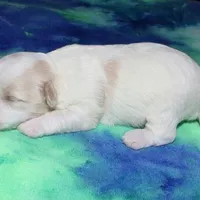 Otto - Havaton, a male Havaton for sale in Lyons, NE – Photo 9 of 10