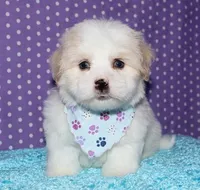 Otto - Havaton, a male Havaton for sale in Lyons, NE – Photo 6 of 10