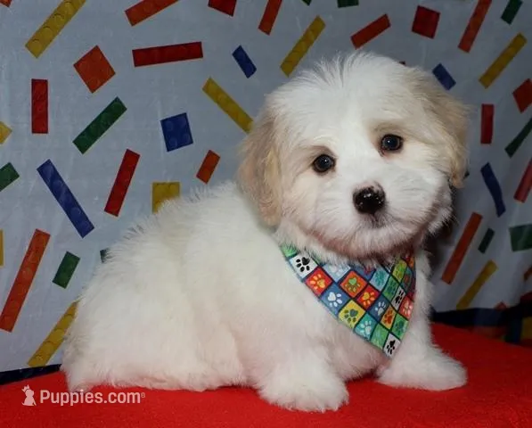 Otto - Havaton – Havaton puppy for sale in Lyons, NE