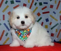 Otto - Havaton, a male Havaton for sale in Lyons, NE – Photo 2 of 10