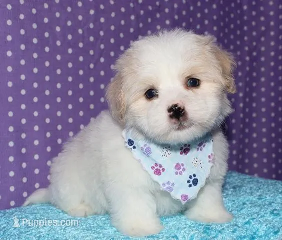 Otto - Havaton – Havaton puppy for sale in Lyons, NE