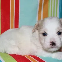 Otto - Havaton, a male Havaton for sale in Lyons, NE – Photo 8 of 10