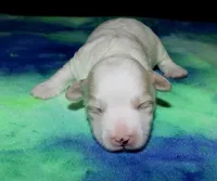 Otto - Havaton, a male Havaton for sale in Lyons, NE – Photo 1 of 4