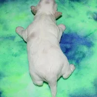 Otto - Havaton, a male Havaton for sale in Lyons, NE – Photo 10 of 10